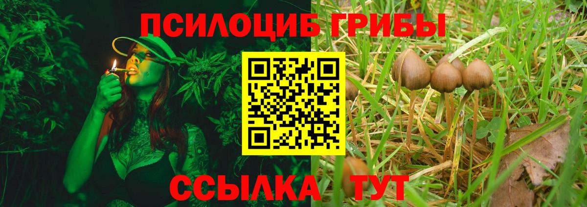 Зерноград  Псилоцибиновые грибы Psilocybine cubensis  Вход с VPN 